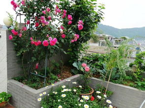 大花海棠的耐旱性