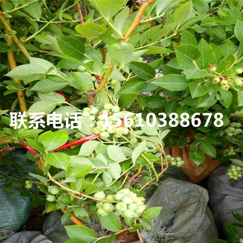 这株百日红，值多少钱？