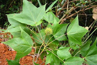 芋艿采收， 贮藏有讲究