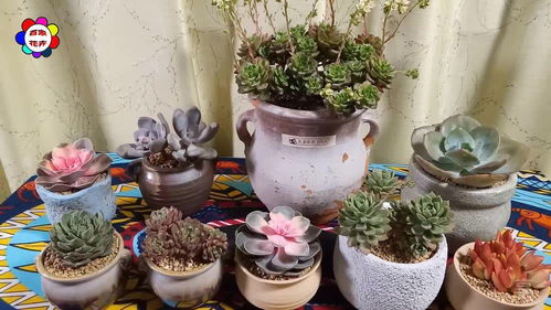 肉肉植物多久浇一次水？这样浇水才能养得肥