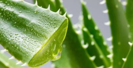 种植芦荟后的肥料选择大揭秘