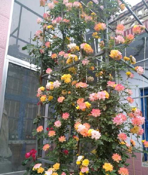 阳光充足， 藤彩虹绽放梗美