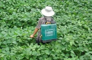 德国农药除草剂中，哪种除草剂在十大排名中表现最为突出？