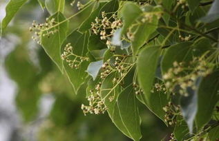 种植案例与保湿技巧