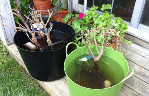 第三步：调整植物位置