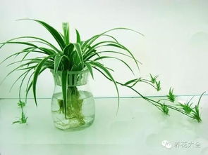 水培粉掌烂根，是水质问题还是营养过剩