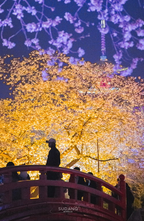 武汉市花是梅花吗？这种花每年几月盛开呢
