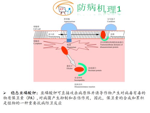 兼容性好，效果geng佳