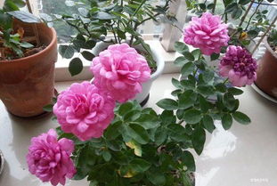 南阳月季的需肥量