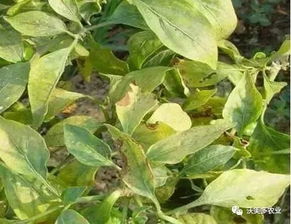 一、 前言：花椒树灰霉病的神秘面纱