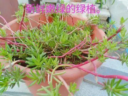 修剪：塑造美美的花儿