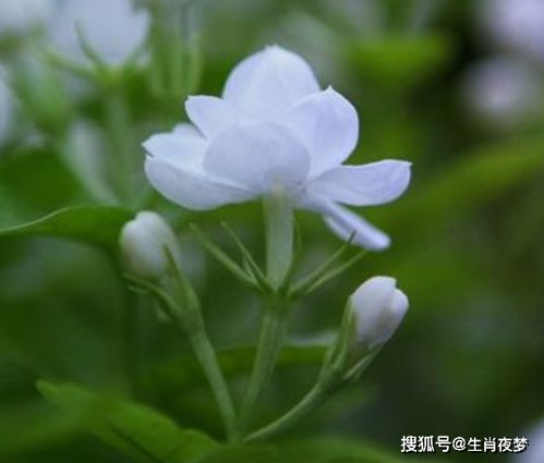 石蒜花勇敢追求自由的寓意，是否也适用于我们每个人在追求梦想的道路上