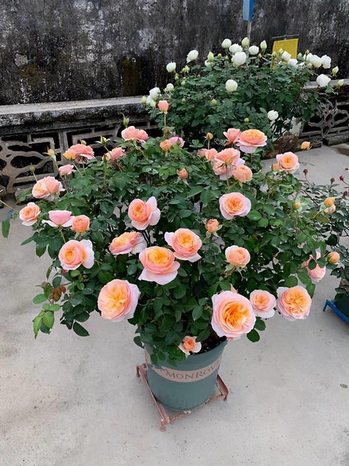 缺水？缺肥？别急，慢慢来