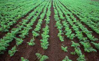 涝渍地种植的核心矛盾
