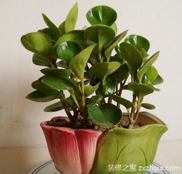 室内养植物盆栽，如何选择合适的光照