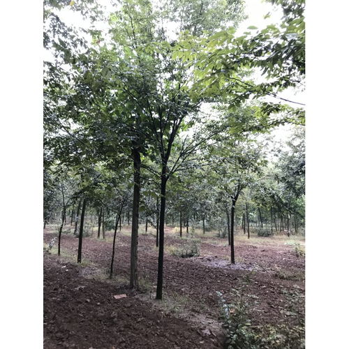 五、遮阳防晒，保护树苗