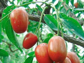 红枣花卉嫁接技术：创新园艺，美化生活