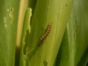 玉米螟的高氯甲维盐防治成本大揭秘