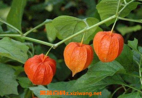 灯笼果功效揭秘，这样吃效果翻倍