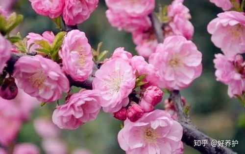 梅花叶茂，如何巧妙修剪