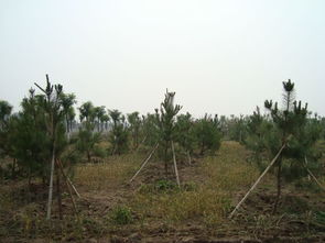 一、南方种植什么树有经济价值？