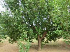 八棱海棠， 春日里的花中佳人