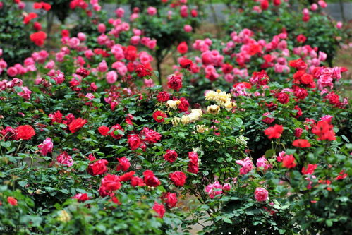 入坑必堪：5个优美月季花品种