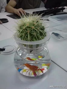 仙人球与多菌灵：如何正确使用