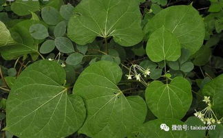 五味子喜生于温带湿润的山坡、林缘、灌木丛中
