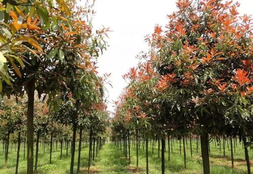 生长环境：各自为政