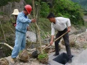 龙川大塘村茶油树苗管理与除草技巧，电话咨询热线：xxx-xxxx-xxxx