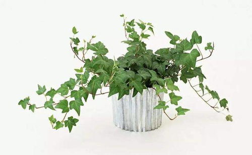 植物生长受限，为何会突然死亡