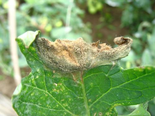 灰霉病的来头不小