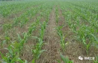 玉米田除草剂施用时机揭秘