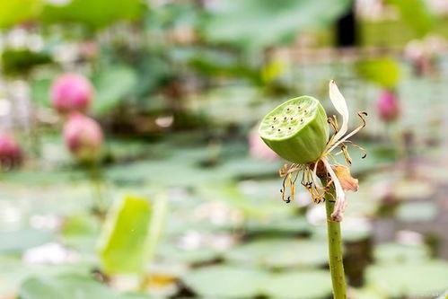 植物的生存哲学