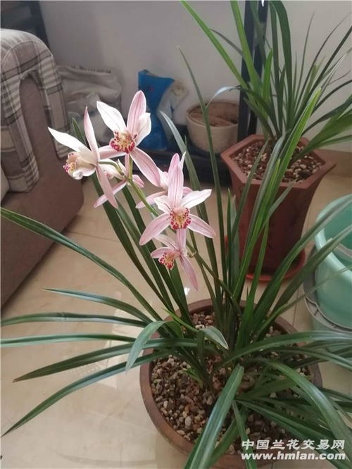 建兰的花朵特征