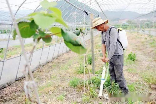 施肥误区大揭秘