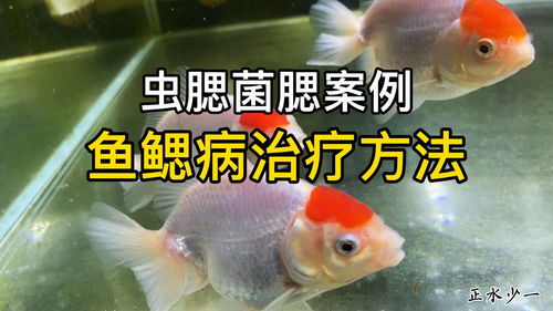 金鱼烂鳃用什么特效药？如何判断鱼鳃恢复健康？