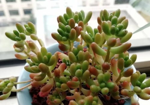 植物缺水抢救案例