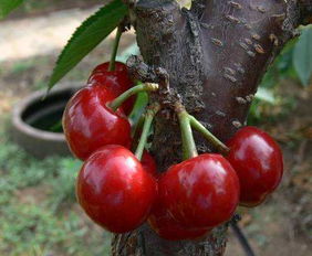 樱桃无核之谜，你吃对了吗？