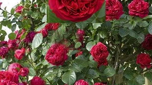 推荐必养的两种藤本月季品种