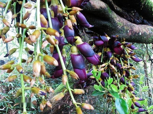 常春油麻藤：十年老桩的价格之谜