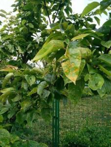 防治海棠锈病的小技巧