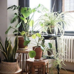 芦荟：耐旱小霸王，掐片叶子还嫩救急