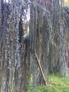 棕榈树， 热带的阳光使者