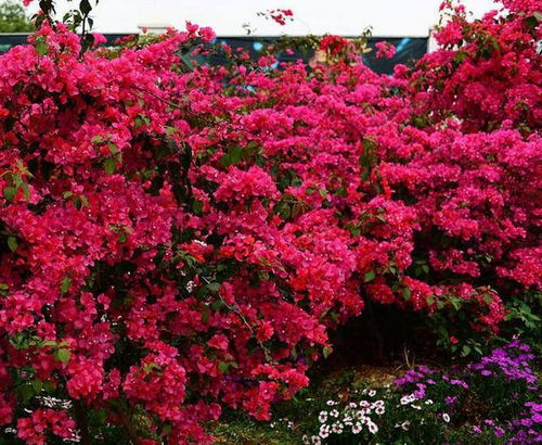 紫薇花开，夏日里的清凉