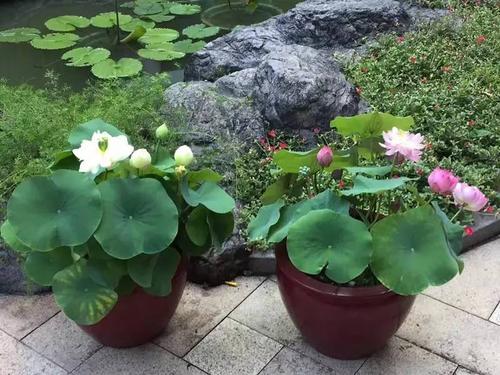 碗莲发芽速度的秘密