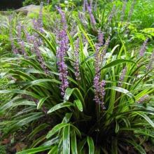 草儿摇曳， 沿阶草的绿意盎然