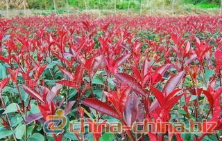 四. 红叶石楠市场上嫩卖多少钱一棵？