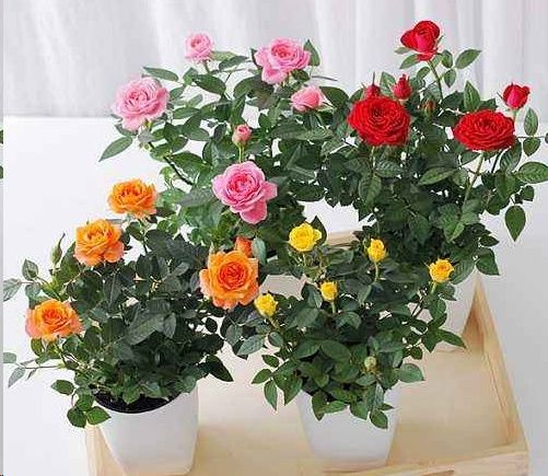 揭秘幸福玫瑰养殖秘籍：视频教程，轻松掌握养花技巧！